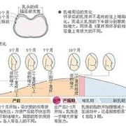 孕期熊（孕期胸部胀痛会持续多久）