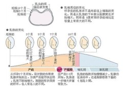 孕期熊（孕期胸部胀痛会持续多久）