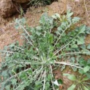 野荠菜孕妇能吃吗,孕期可以吃荠菜吗早期