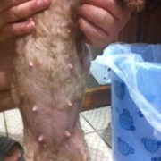泰迪的孕期（怎么看泰迪有没有怀孕）