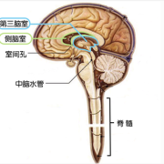 如何让胎儿吸收脑积液（如何让胎儿吸收脑积液怎么饮食）