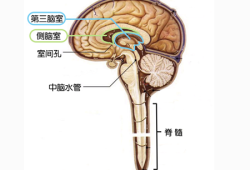 如何让胎儿吸收脑积液（如何让胎儿吸收脑积液怎么饮食）