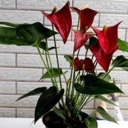 幸福树、龙血树、红掌花、碧玉这些花适合孕妇养吗,宝宝树怀孕