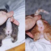 母猫怀孕了怎么办,猫怀孕期多久