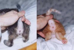 母猫怀孕了怎么办,猫怀孕期多久