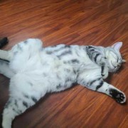 猫咪怀孕为什么喜欢肚皮朝上躺着,胎儿脸朝上躺着一般都女孩吗?