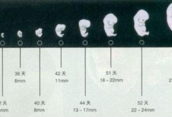 64天胎儿（54天婴儿属于几个月）