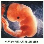 3个多月胎儿有多大了（胎儿35周是几个月了）