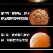 怀孕几个月胎儿发育完全,胎儿发育期间营养供应相关结构图