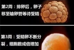 怀孕几个月胎儿发育完全,胎儿发育期间营养供应相关结构图