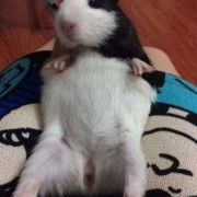 荷兰猪孕期多久（豚鼠几个月能开始生孩子）