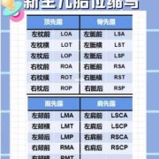 l和p哪个是左,胎儿lop位是什么意思