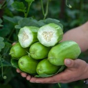 孕妇吃菜瓜对胎儿好吗（孕妇吃菜瓜对胎儿好吗有影响吗）