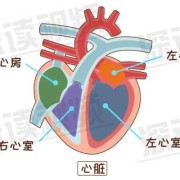 左心房增大严重吗,胎儿左心房偏大是什么原因
