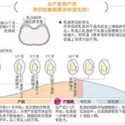 孕妇憋气致胎儿死（孕妇憋气致胎儿死亡的原因）