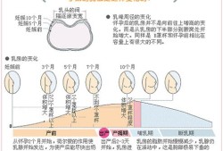孕妇憋气致胎儿死（孕妇憋气致胎儿死亡的原因）