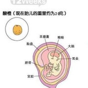孕12周宝宝在肚子哪个位置,孕初期胎儿在肚脐什么位置