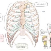 胎儿十二肋骨缺失原因（胎儿十二肋骨缺失原因有哪些）