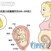 孕10周胎儿在什么位置了的啊？还是很想知道的,胎儿十个月发育过程图文详解
