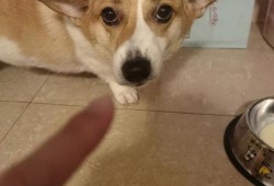 孕期吃桃吐（急求~狗狗不小心误吞了桃核，怎么办？呜呜）