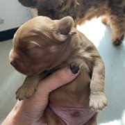 泰迪宝宝老是弓着腰是怎么回事,胎儿踢左腰部他在什么位置