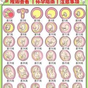 孕期孩子发育过程图（孕期孩子发育过程图片）