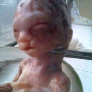 胎儿会叫吗（狗妈妈生完宝宝老爱叫，特别看人）