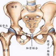 股骨是胎儿的哪个部位,股骨是胎儿的哪个部位图片