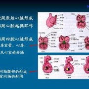 四腔心是什么,胎儿四腔心是什么意思