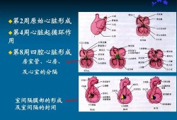 四腔心是什么,胎儿四腔心是什么意思