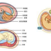 羊膜腔是什么,胎儿羊膜带最早什么时候能发现