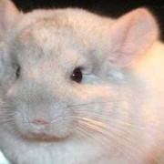 龙猫孕期多长时间（龙猫孕期多长时间生产）