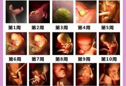 孕期过程胎儿图（孕期过程胎儿图）