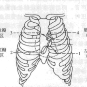 听胎儿心音（听胎儿心音的位置）