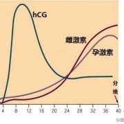 三周是怀孕多少天,孕期三周会有妊娠反应吗