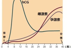 三周是怀孕多少天,孕期三周会有妊娠反应吗
