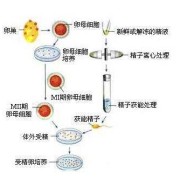 易孕期体外受精会怀孕吗（易孕期体外受精会怀孕吗女性）