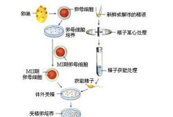 易孕期体外受精会怀孕吗（易孕期体外受精会怀孕吗女性）