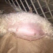 比熊孕期（狗狗怀孕体重标准）