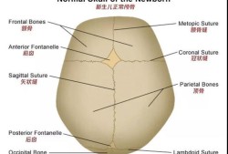 胎儿颅骨图（胎儿颅骨图片）