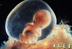 从b超单看胎儿性别（从b超单看胎儿性别准吗）