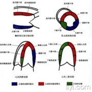 胎儿室间隔多少正常（胎儿室间隔多少正常）