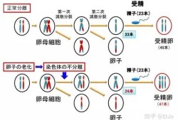 易孕期怀孕几率（40岁的孕妇生唐氏儿的几率有多大）