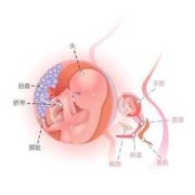 16周胎儿的位置（孕16周胎儿发育情况是什么）