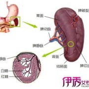 胎儿脾肿大（胎儿脾肿大的原因和危害）