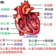 如何快速理解生物的心脏知识点,胎儿心脏解剖图