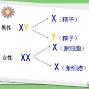 胎儿xy（xx和xy的区别）