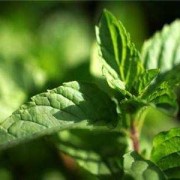 薄荷对胎儿有影响吗（孕妇闻薄荷对胎儿有影响吗）