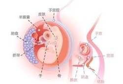 孕十一周胎儿多大（孕十一周胎儿多大,在哪个位置）