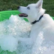 孕期可以吃冰的吗（狗狗可以吃冰块吗）